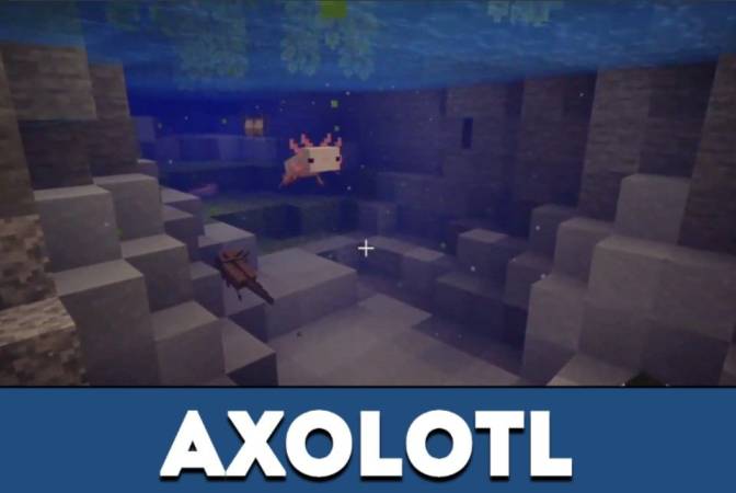 Axolotl